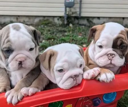 French Bulldog puppies for sale