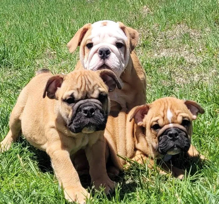 French Bulldog puppies for sale Picture 3
