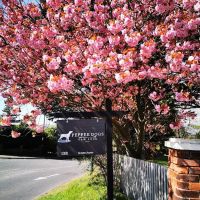 Pepper Dogs Raw Food ico