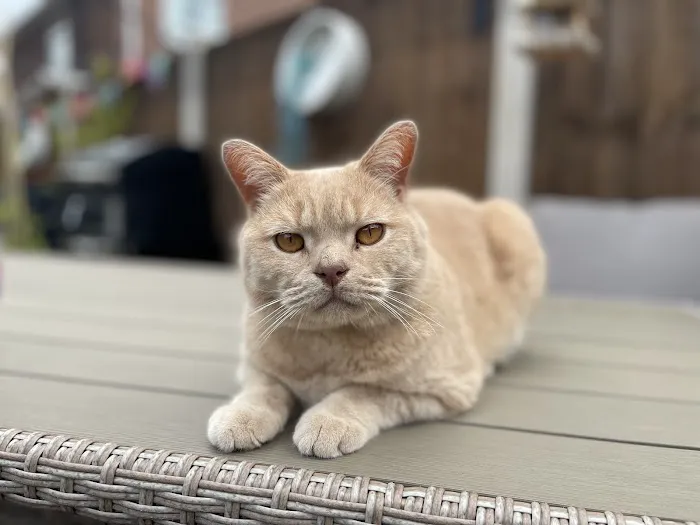 JJ's Boarding Cattery Picture 2