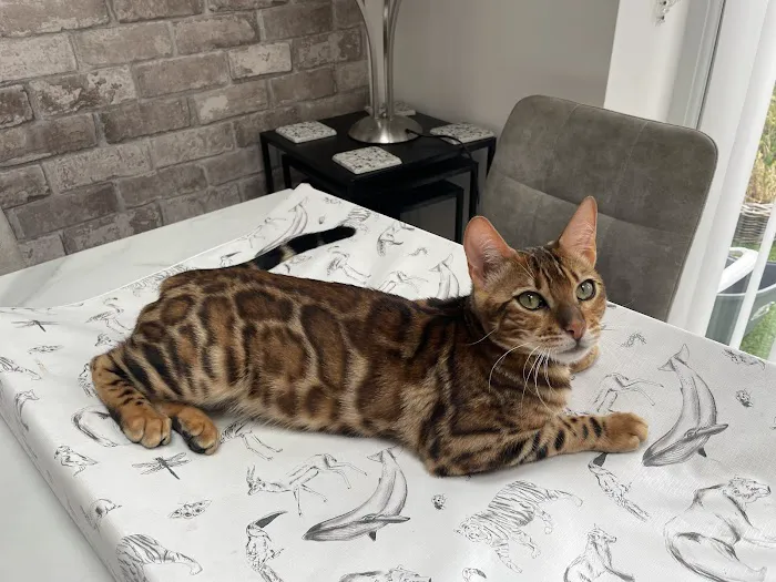 JJ's Boarding Cattery Picture 1