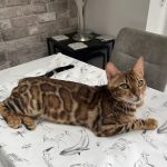 JJ's Boarding Cattery