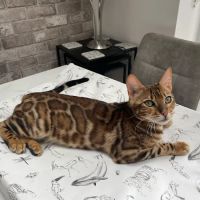 JJ's Boarding Cattery ico