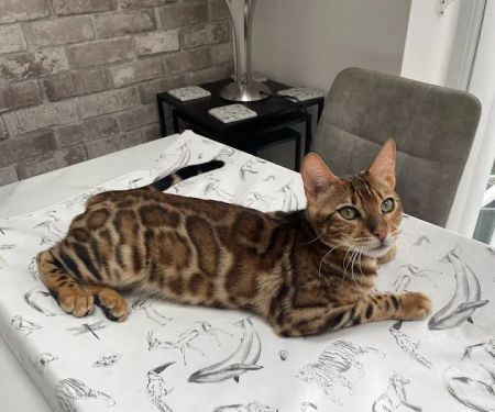 JJ's Boarding Cattery