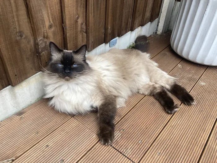 JJ's Boarding Cattery Picture 5