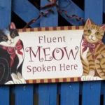 Aristocat Luxury Cat Hotel 5 Star Rated by Chesterfield Borough Council