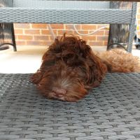 Chapel House Vets in Staveley ico