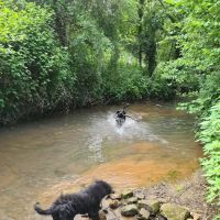 Staveley Vets ico