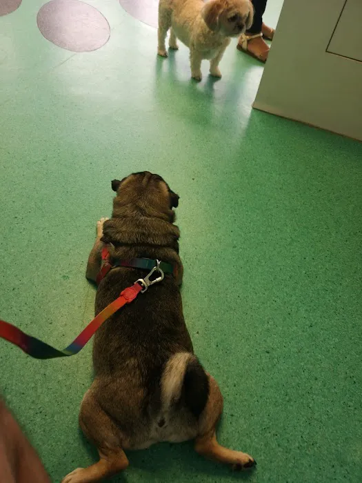 Vets for Pets - Chesterfield Picture 1