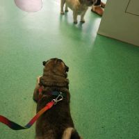 Vets for Pets - Chesterfield ico
