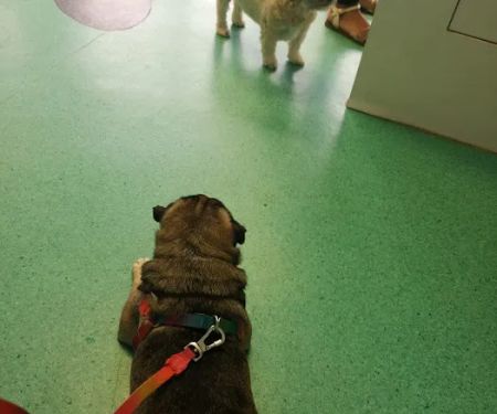 Vets for Pets - Chesterfield