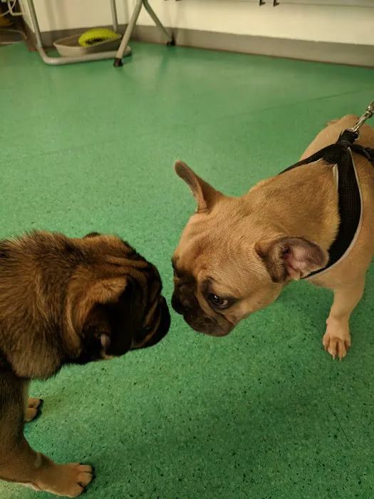 Vets for Pets - Chesterfield Picture 8