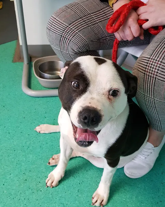 Vets for Pets - Chesterfield Picture 7