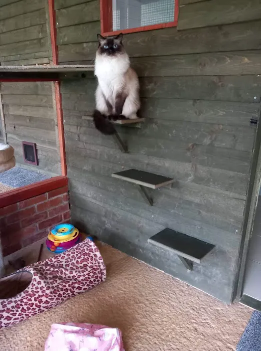 Twelvetrees Cattery Picture 3