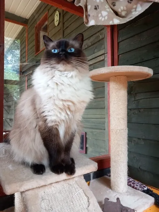 Twelvetrees Cattery Picture 2