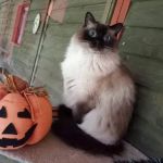 Twelvetrees Cattery
