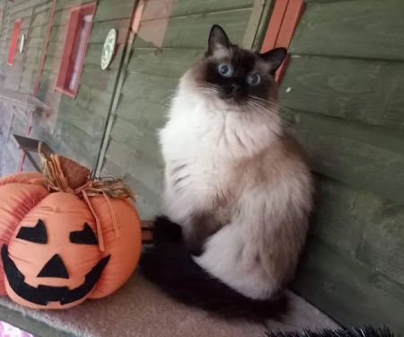 Twelvetrees Cattery
