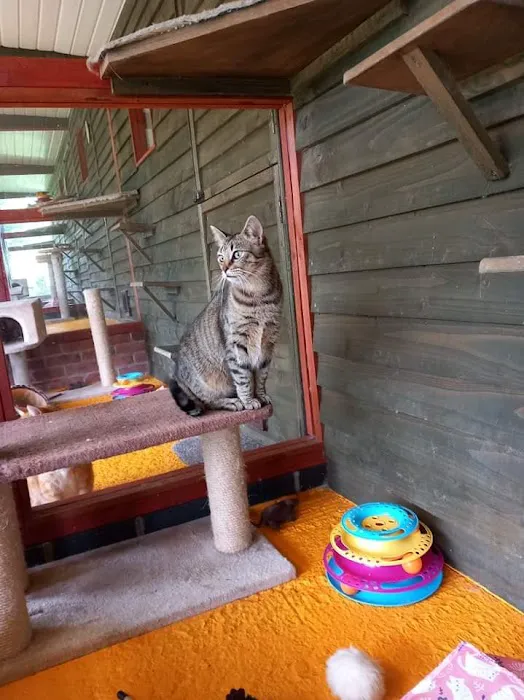 Twelvetrees Cattery Picture 4