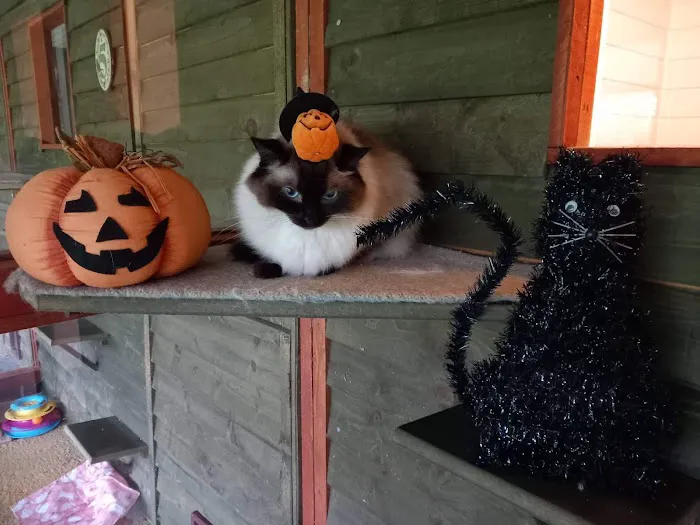 Twelvetrees Cattery Picture 8