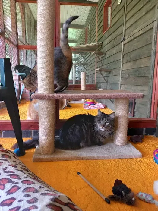 Twelvetrees Cattery Picture 9