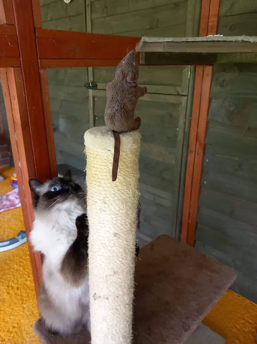 Twelvetrees Cattery Picture 7