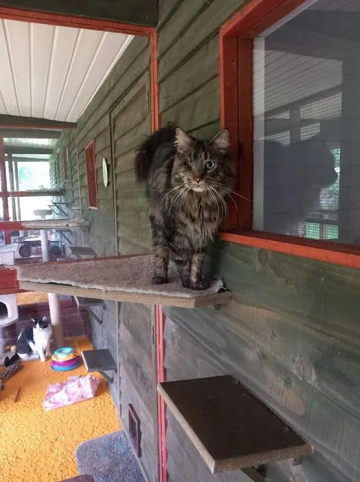 Twelvetrees Cattery Picture 10