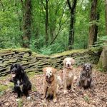 Prime Veterinary Practice