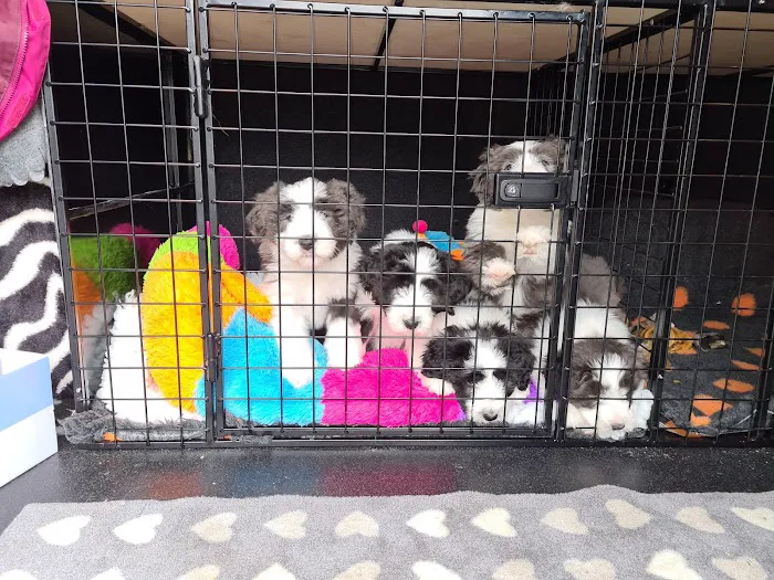 Prime Veterinary Practice Picture 6