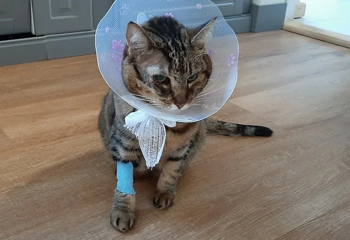 Carrick Veterinary Group - Chesterfield Picture 1