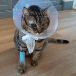 Carrick Veterinary Group - Chesterfield