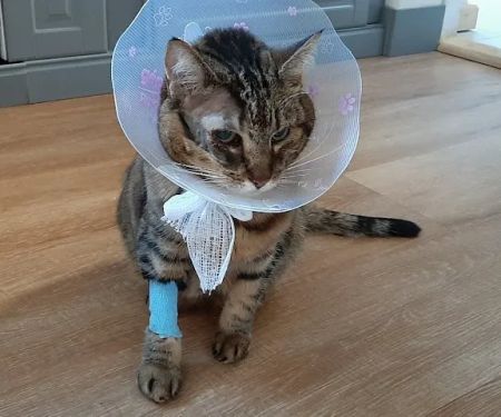 Carrick Veterinary Group - Chesterfield