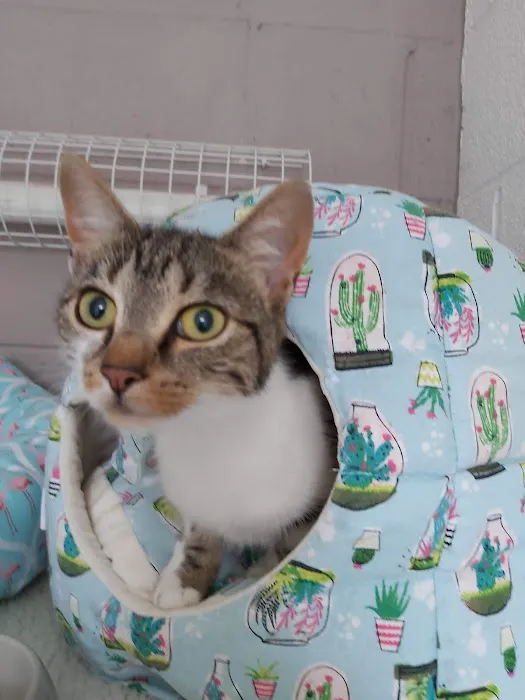 Bridle Cottage Cattery Picture 1