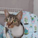 Bridle Cottage Cattery