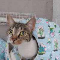 Bridle Cottage Cattery ico