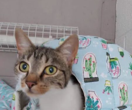 Bridle Cottage Cattery