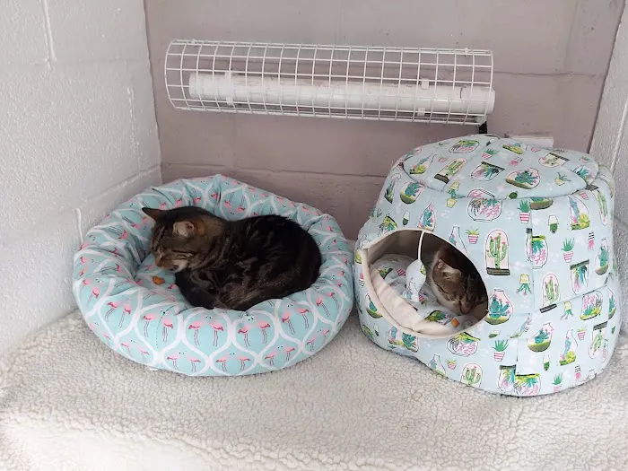 Bridle Cottage Cattery Picture 5