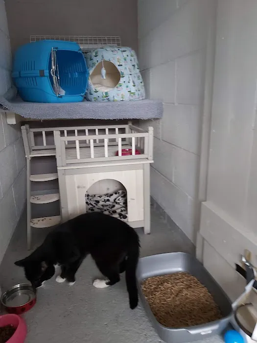 Bridle Cottage Cattery Picture 4