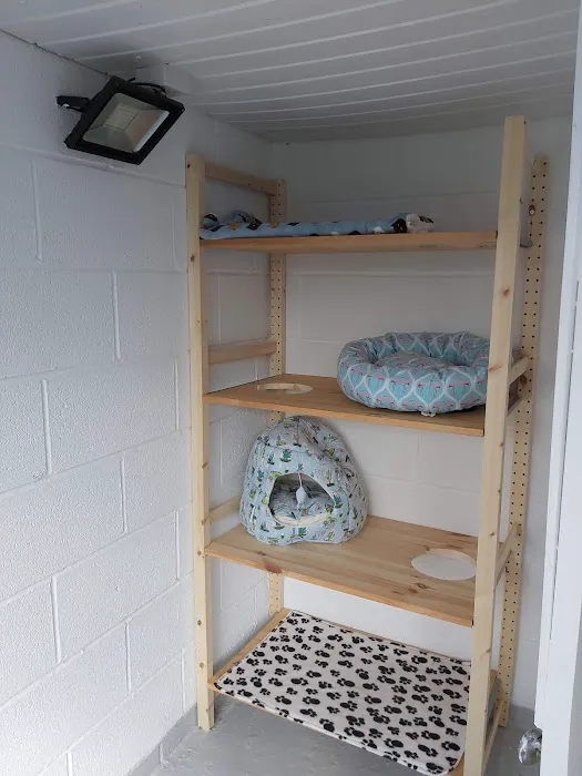 Bridle Cottage Cattery Picture 6