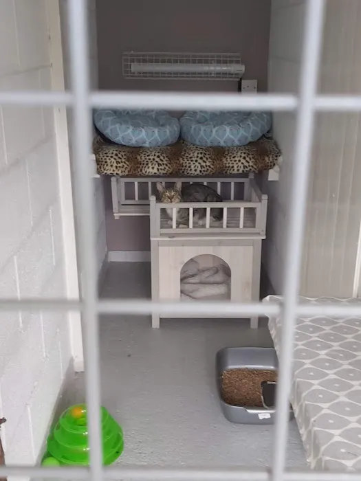 Bridle Cottage Cattery Picture 8