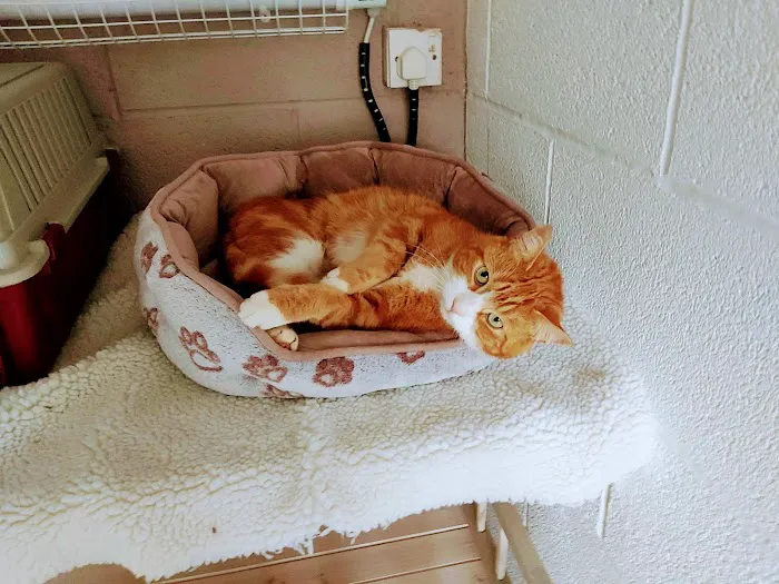 Bridle Cottage Cattery Picture 9