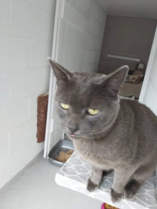 Bridle Cottage Cattery Picture 7