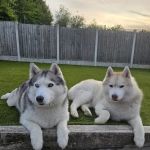 Vets for Pets Chesterfield Ravenside