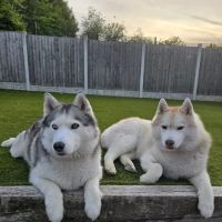 Vets for Pets Chesterfield Ravenside ico