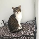 The Cat Hotel Kibworth