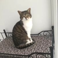The Cat Hotel Kibworth ico