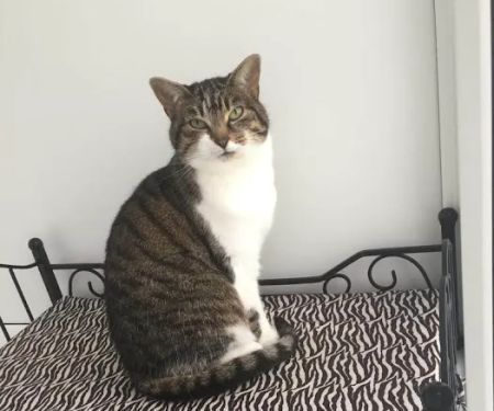 The Cat Hotel Kibworth