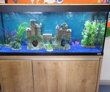 Fintastic aquariums limavady co derry