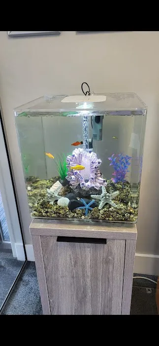 Fintastic aquariums limavady co derry Picture 2