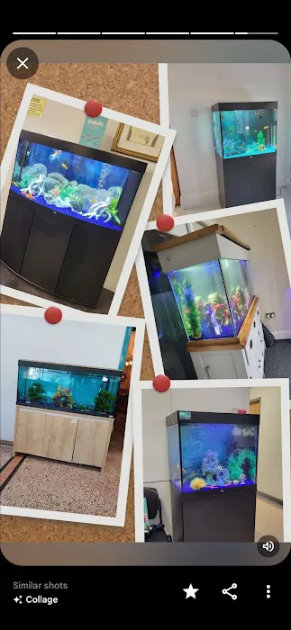 Fintastic aquariums limavady co derry Picture 4