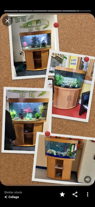 Fintastic aquariums limavady co derry Picture 5